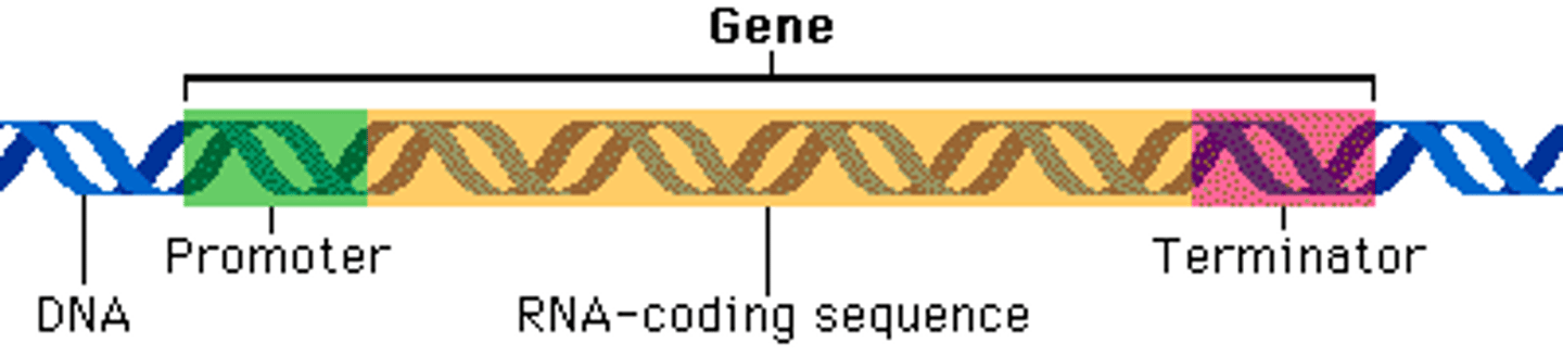 <p>The sequence of DNA to which RNA polymerase binds.</p>