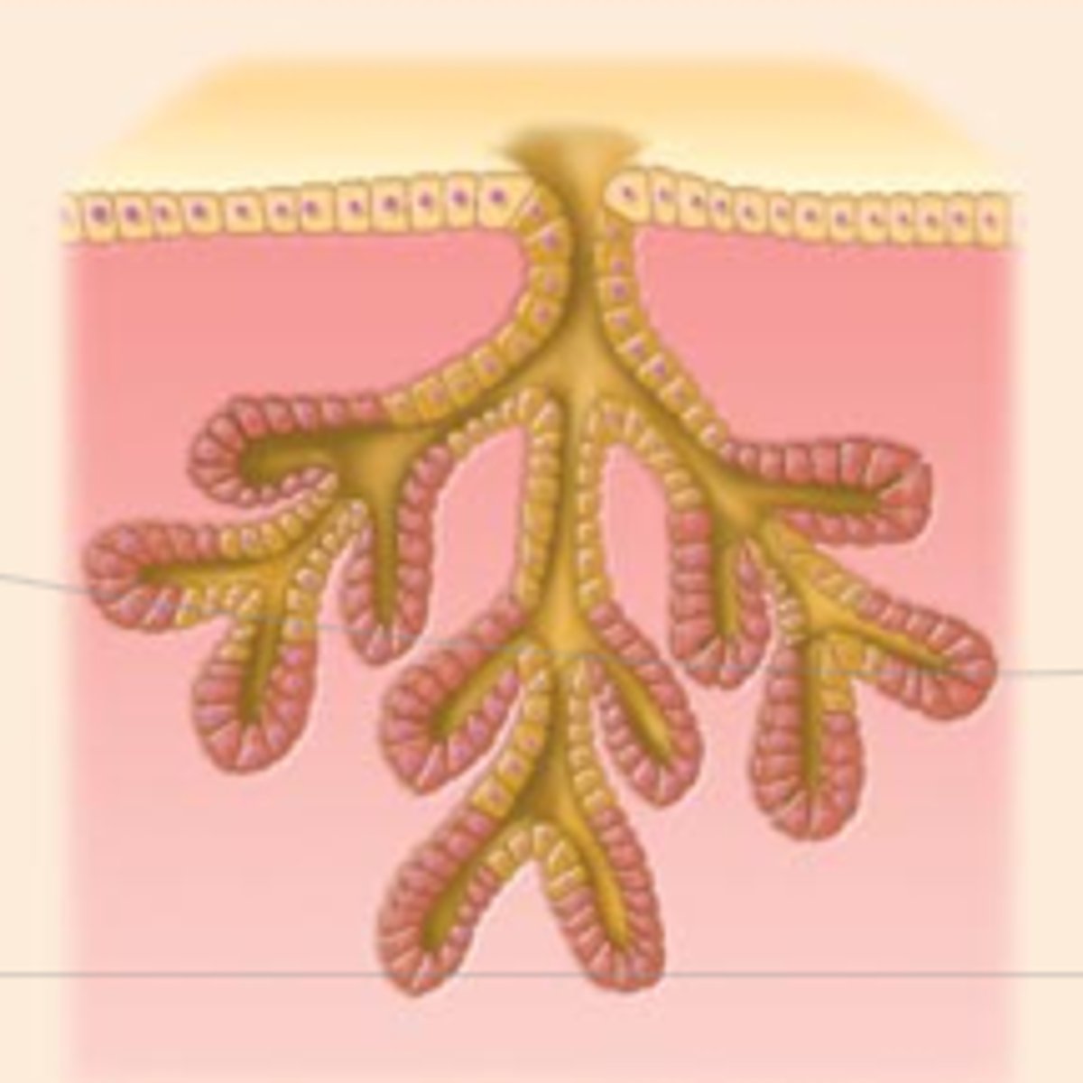 <p>Example: duodenal glands of small intestine</p>