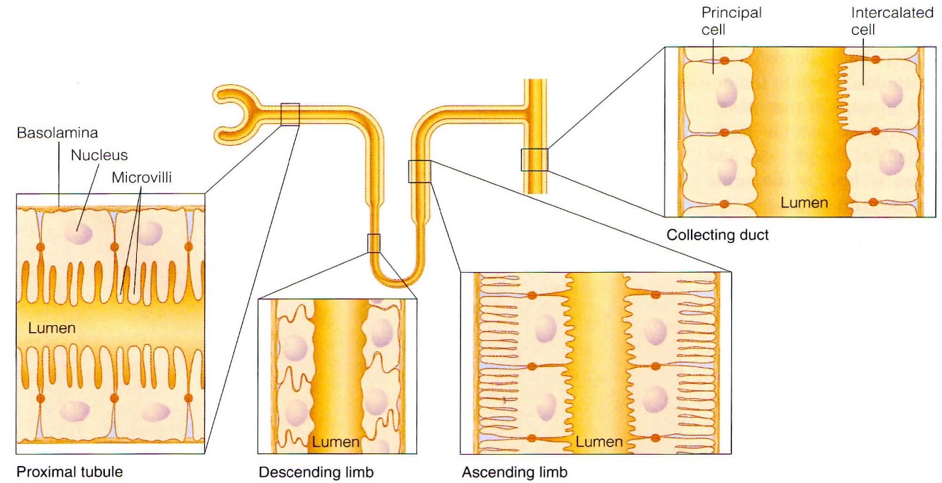<p>proximal tubule</p><ul><li><p>microvilli to increase SA</p></li><li><p>lots of mitochondria - reclamation of particles = energy dependent</p></li></ul><p>Loop of Henle</p><ul><li><p>thin descending limb</p></li><li><p>thick descending limb</p><ul><li><p>lots of mitochondria = pump ions against conc gradient</p></li><li><p>lots of tight junctions</p></li></ul></li></ul><p>Collecting duct</p><ul><li><p>lots of tight junctions</p></li><li><p>sensitive to hormonal stimuli </p></li></ul><p></p>