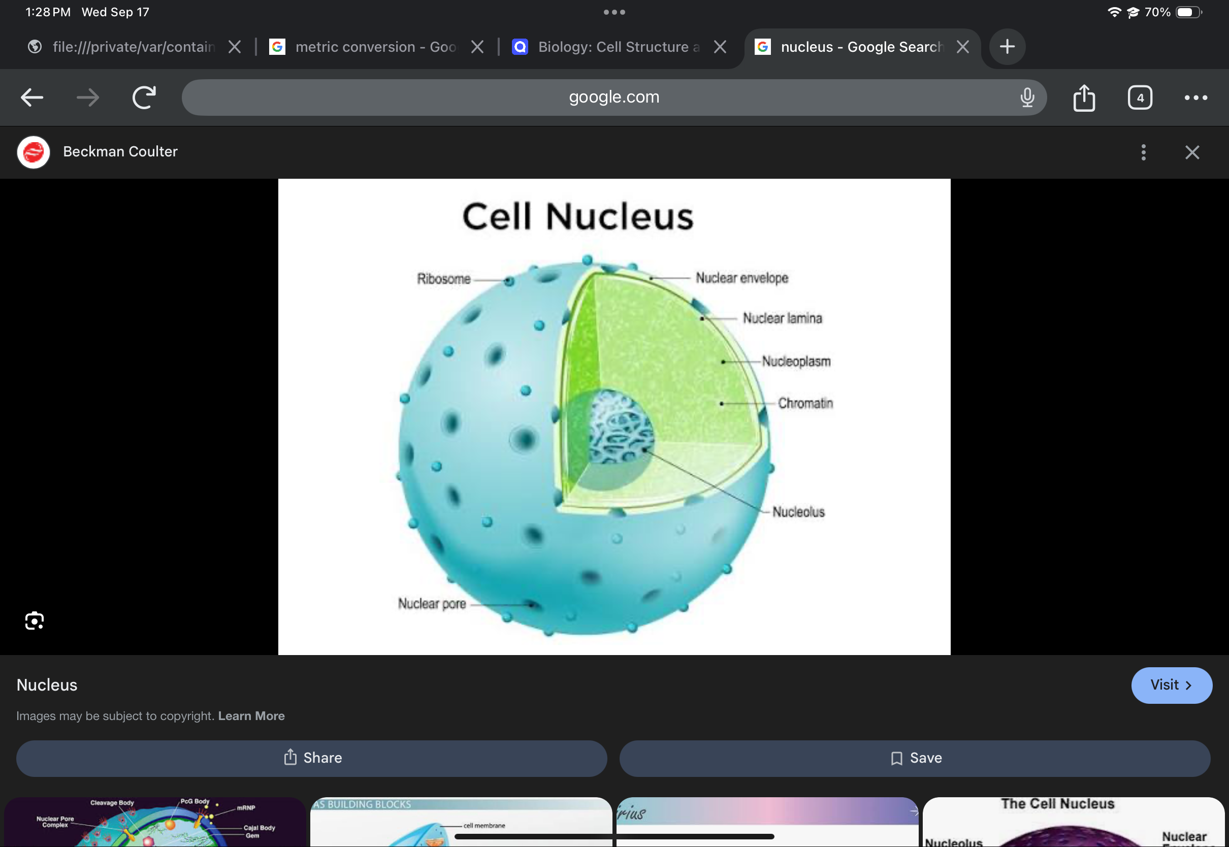 <p>Stores genetic information; enclosed by a nuclear envelope; site of DNA and RNA synthesis.</p>