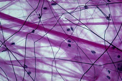 <p>Connects skin to muscle </p>