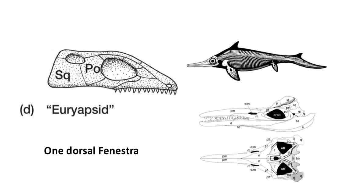 <p>one dorsal fenestra</p>