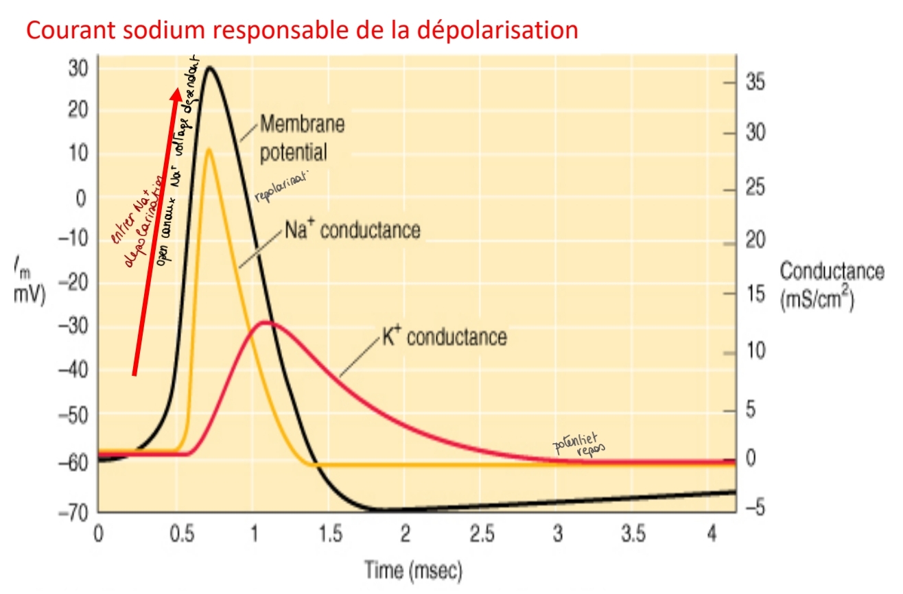 <p class="has-focus"><code>Canaux Na+</code></p><p><em>NA<sup>+</sup> voltage dépendant</em></p><p class="has-focus"></p><p class="has-focus is-empty">senseur</p><p class="has-focus">role</p><p class="has-focus">barrière inactive</p><p class="has-focus">temps ouverture</p><p class="has-focus">perméabilité</p><p class="has-focus"></p>