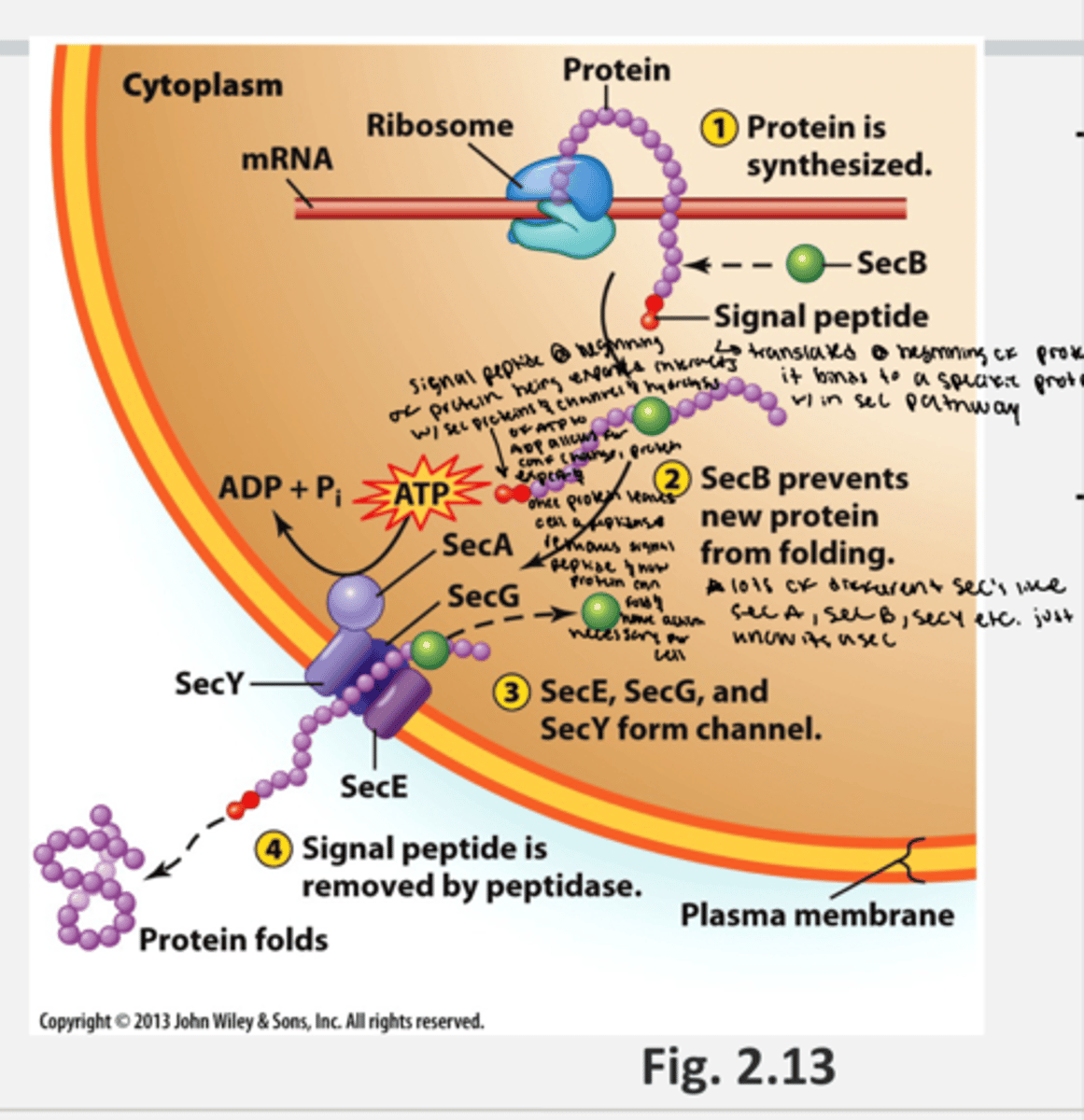 <p>- form of active transport</p><p>- sec general excretory pathway exports proteins across cell membrane (ex. toxins, enzymes, etc)</p><p>- only happens for protein export across a cell</p><p>- proteins are identified by the signal peptide</p><p>1. a protein is synthesized by the ribosome bound to an mRNA strand in the cytoplasm that contains a signal peptide at the beginning</p><p>2. a secB protein (specific protein in the sec pathway) binds to the protein and prevents the new protein from folding in the cytoplasm</p><p>3. the secB protein bound to the peptide (new protein being exported) also interacts with a sec channel (which is made of a series of sec proteins like SecA, sec G, and sec Y) on the cell membrane which triggers atp hydryolysis (ATP --&gt; ADP + Pi), opening the sec channel and releasing the signal peptide end of the protein into the outside of the cell and releases the SecB protein back into the cytoplsm.</p><p>4. outside of the cell, the peptidase enzyme removes the signal peptide and the protein is allowed to fold outside of the cytoplasm</p>