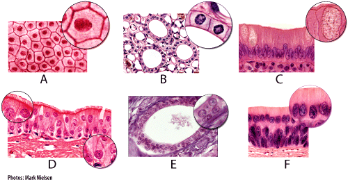 <p>Another word for a microscope image.</p>