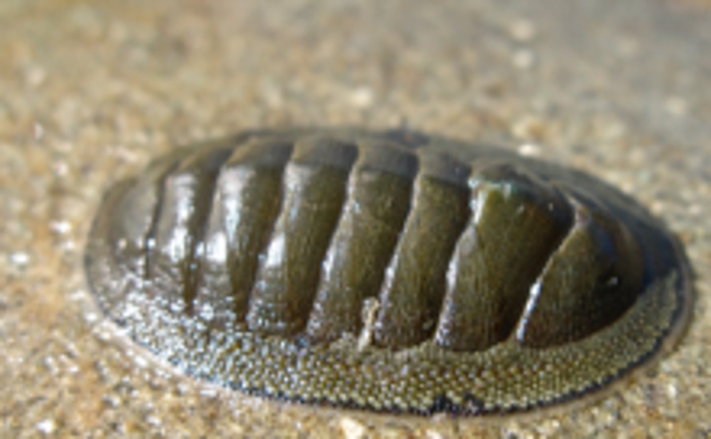 <p>chitons</p>
