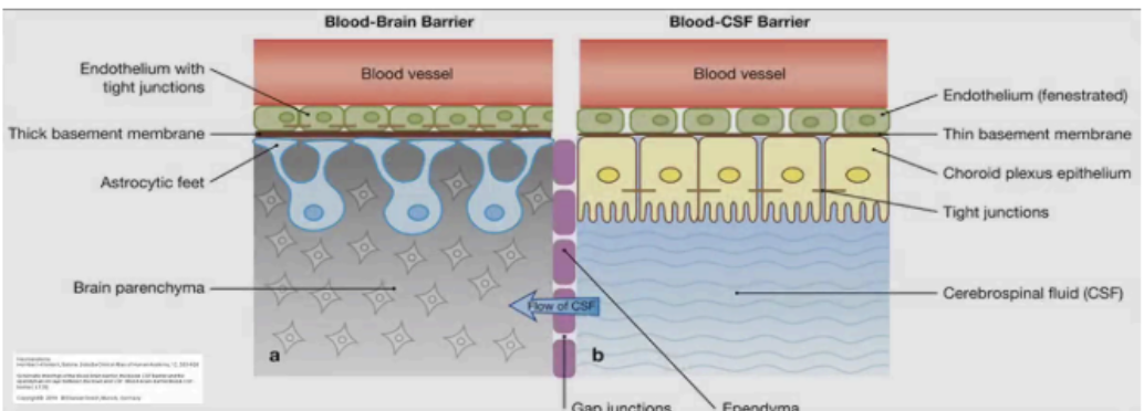 <p>BLOOD-BRAIN BARRIER</p>