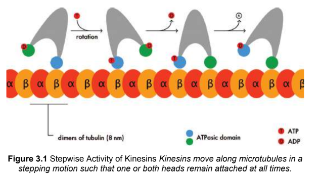 <p>play key roles in aligning chromosomes during metaphase and depolymerizing microtubules during anaphase of mitosis; two heads, one always attached to tubulin; important for vesicle transport towards positive end </p><p>ex. neurons - neurotransmitters towards synaptic terminal</p>