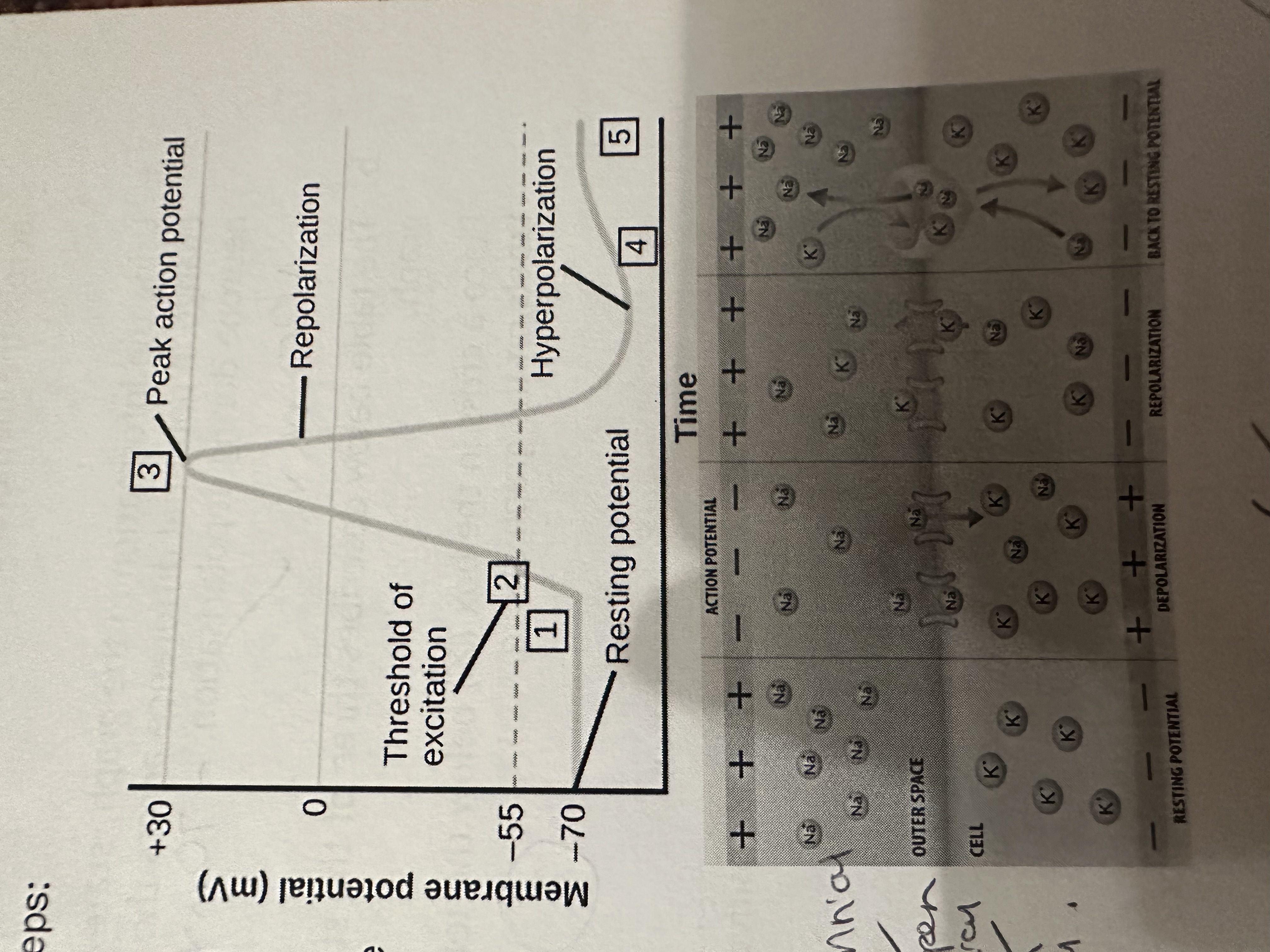 <p>1) When a neuron is stimulated &amp; reaches a threshold of -55mV, it can cause the voltage dependent Na+ channels to open. At restingP, these channels are blocked by gates</p><p>2) As Na+ diffuse into the axon along their electrochemical gradient (bc they are positively charged) they trigger a reversal in the p.d (restingp becomes negative)</p><p>3) The opening of more gates increase depolarisation further (an example of positive feedback)</p><p>4) The p.d across the membrane reaches +40mV</p>