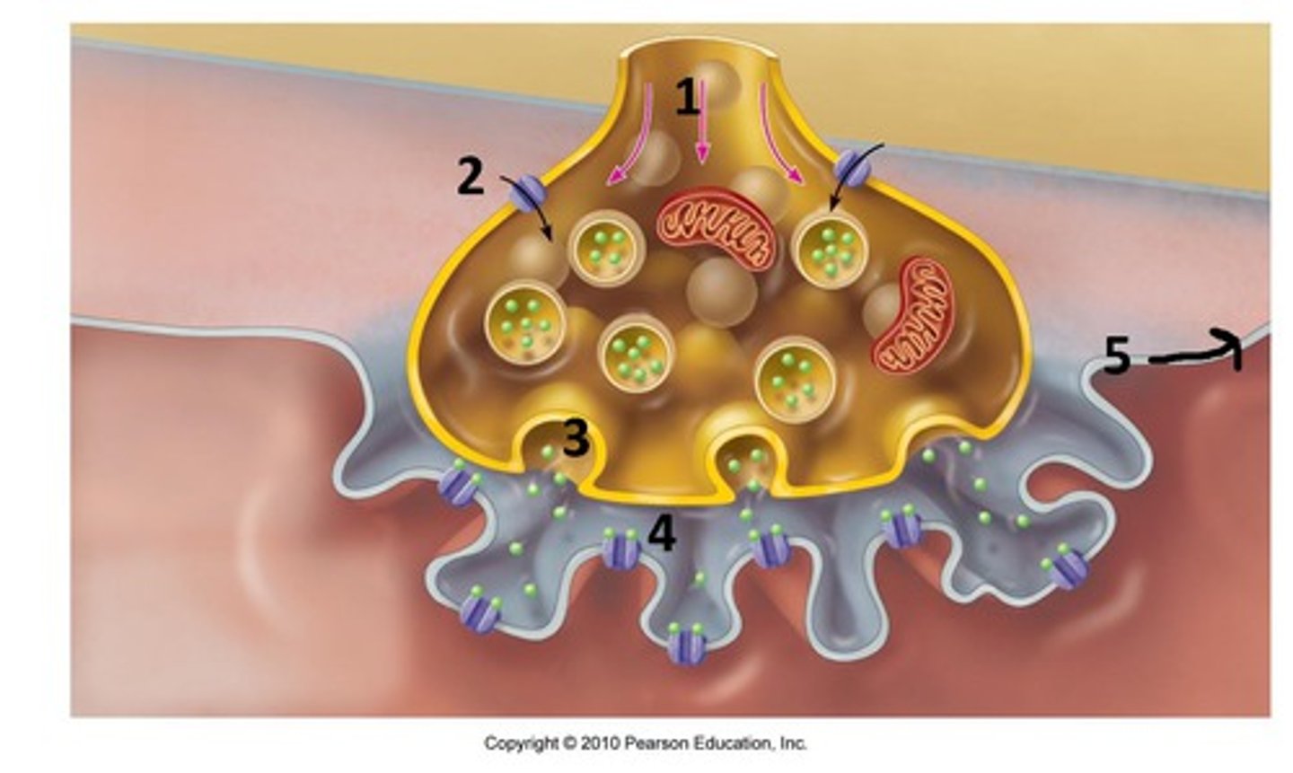 <p>A nerve impulse enters the<br>presynaptic terminal (nerve) of the neuromuscular junction.</p>
