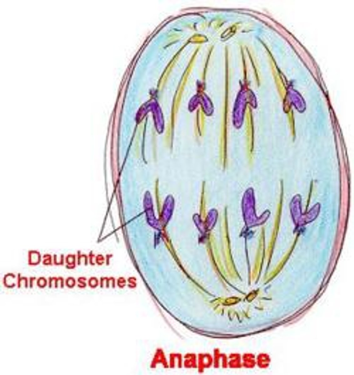 <p>sister chromatids separate and become daughter chromosomes</p>