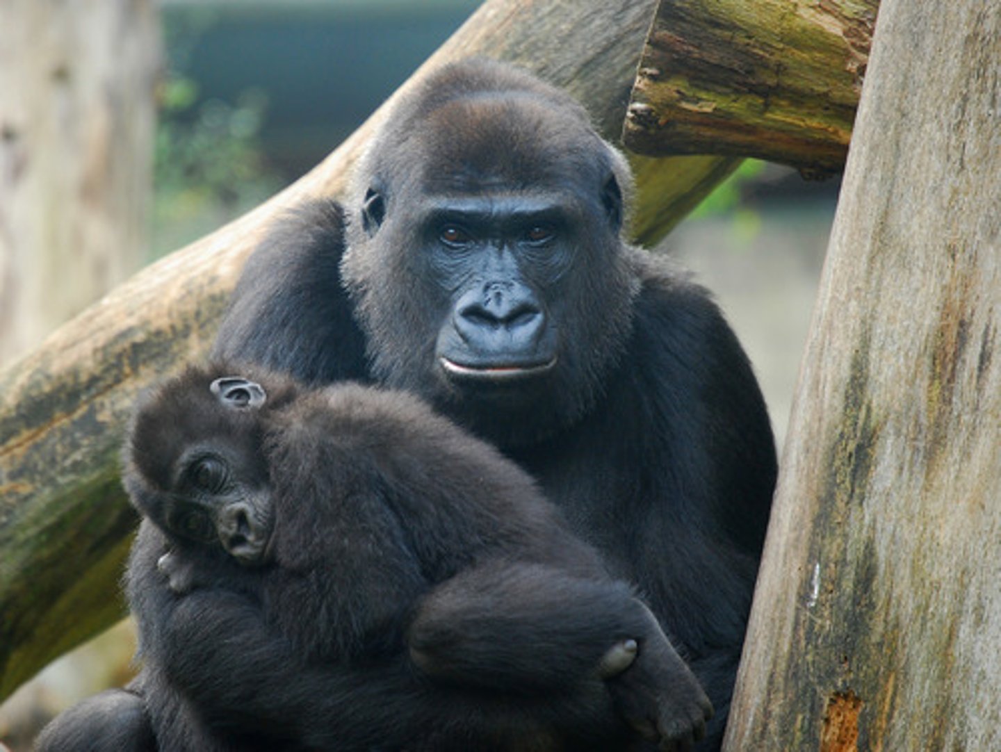 <p>Gorillas exhibit advanced cognitive skills, including problem-solving, tool use, and social learning.</p>