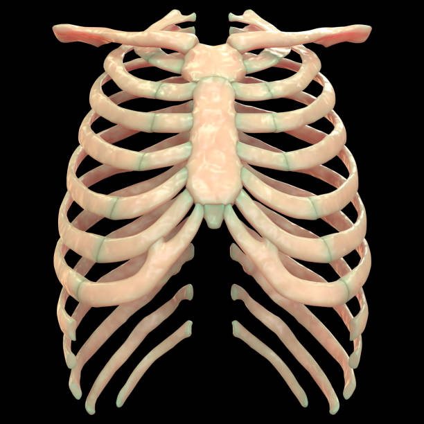<ul><li><p>Curved bones that articulate with the sternum at the front and the thoracic vertebrae at the back. </p></li><li><p>There are 12 pairs of ribs in total. </p></li></ul>