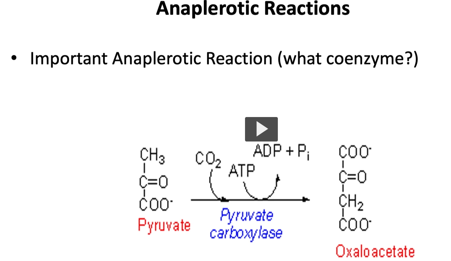 <p><u>most important anaplerotic reaction</u></p><p>from all the anaplerotic reactions mentioned, the <strong>most important</strong> is the one that goes from <strong>pyruvate to oxaloacetate </strong>because <strong>oxaloacetate is the substrate needed in the first reaction</strong>, the coenzyme used by <strong>pyruvate carboxylase </strong>in this step is biotanimite along with ATP.</p><p>pyruvate →> oxaloacetate</p><p>enzyme (pyruvate carboxylase, The enzyme <strong>adds a carbon dioxide (CO₂)</strong> to pyruvate.)</p><p>This process is called <strong>carboxylation</strong> (adding CO₂).</p><p><strong>Oxaloacetate</strong></p><ul><li><p><strong>oxa-</strong> → refers to <strong>oxalic acid (a 2-carbon acid)</strong></p></li><li><p><strong>acetate</strong> → a <strong>2-carbon acetyl-related compound</strong></p></li></ul><p>So <strong>oxaloacetate</strong> is a <strong>4-carbon molecule formed from oxalo- and acetyl-type fragments</strong>.</p><p>Chemically it is a <strong>four-carbon dicarboxylic acid</strong> used in metabolism.</p>