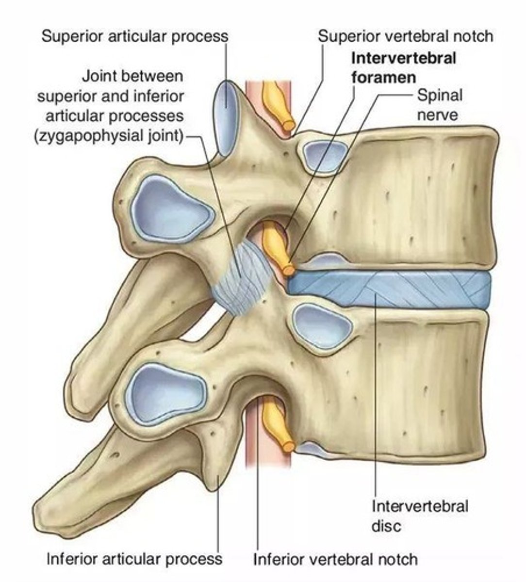 <p>Holes formed between vertebrae through which nerves from the spinal cord exit the spine.</p>