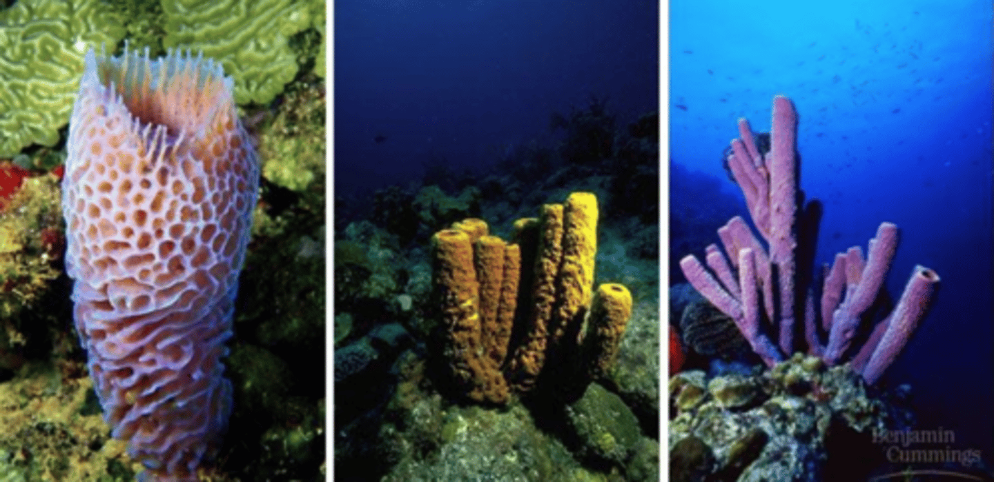 <p>the phylum of sponges</p>