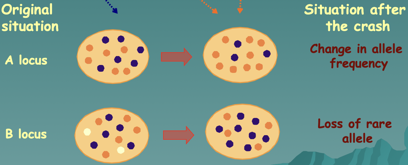 Bottleneck Effect