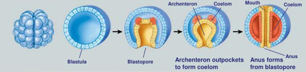 <p>The blastopore develops into the anus</p><ul><li><p>Echinoderms and Chordates</p></li><li><p>Indeterminate cleavage</p></li></ul><p></p>