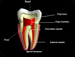 <p>Houses the pulp chamber, pulp canal(s) with apical foramen(ina), and possible pulp horn(s).</p>