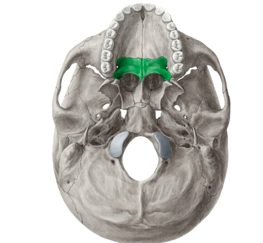knowt flashcard image