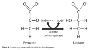 <ul><li><p><span>Reversible, cytosolic reaction</span></p></li><li><p><span>NADH is oxidized to NAD+</span></p></li></ul><p></p>