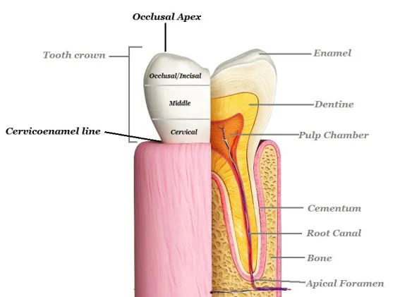 <p>the boundary on a tooth where the enamel of the crown meets the cementum of the tooth</p>