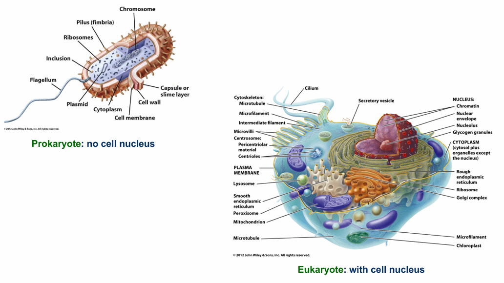 <p>Prokaryoten: bact, archaea</p><ul><li><p>g<span style="background-color: transparent; font-size: 1.6rem;">een celkern: DNA ligt los in cytoplasma in nucleoid</span></p></li><li><p><span style="background-color: transparent; font-size: 1.6rem;">g</span>een membraangebonden organellen: mitochondriën, GA, …</p></li></ul><p>Eukaryoten: dieren, planten, schimmels, protisten</p><ul><li><p><span style="background-color: transparent; font-size: 1.6rem;">celkern: DNA zit in kernmembraan</span></p></li><li><p><span style="background-color: transparent; font-size: 1.6rem;">m</span>embraangebonden organellen</p></li></ul><p></p>