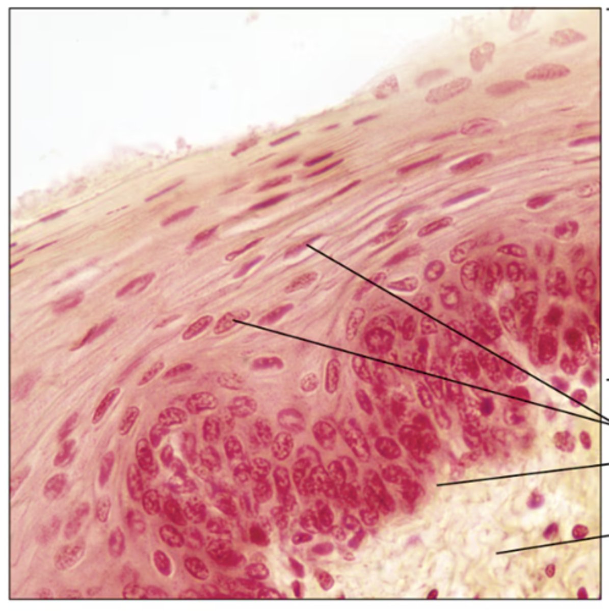 <p>Identify the tissue.</p>