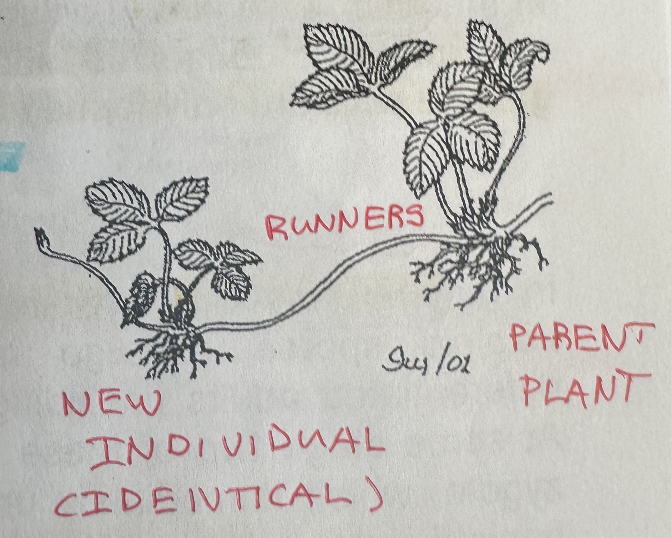 <p>strawberries send out “runners” that are horizontal aboveground stems that when they contact fertile soil grow roots and develop into a new individual plant.</p>