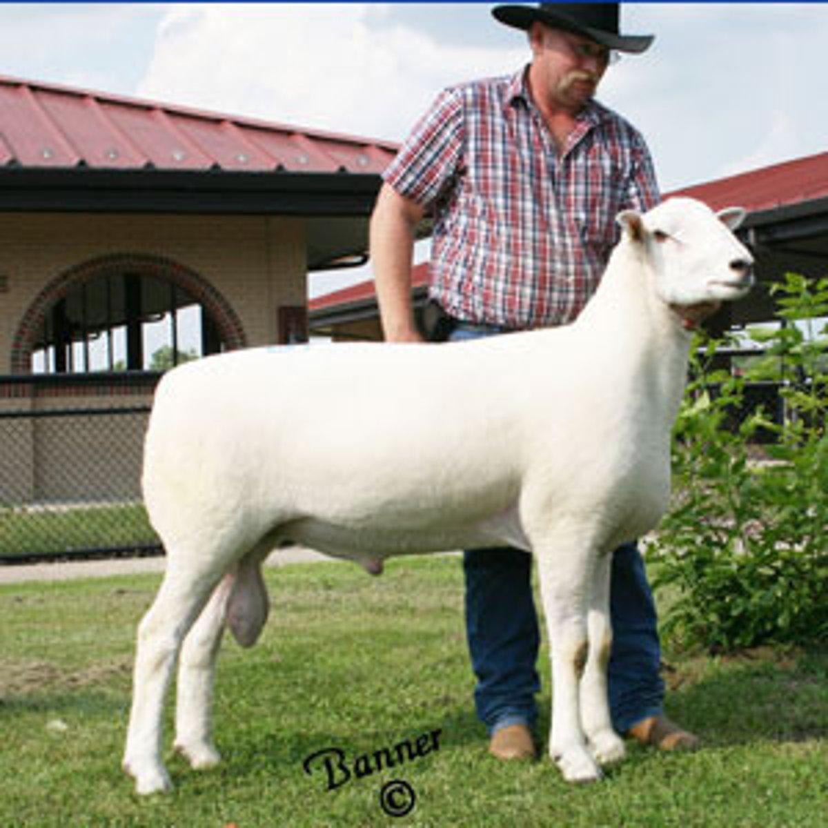 <p>meat type or medium-wool sheep breed:</p><p>minor breed; originated in the US; crossing Cheviot rams with Columbia ewes</p>