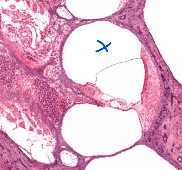 <p>structure</p>