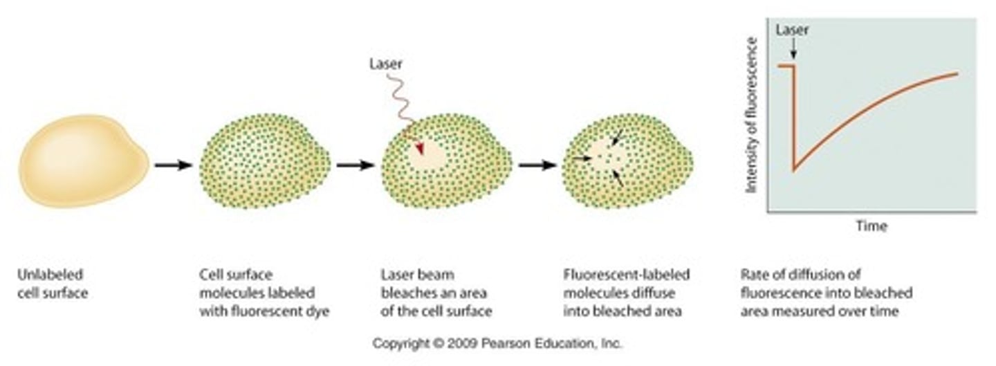 <p>Fluorescence Recovery after Photobleaching (FRAP)</p>