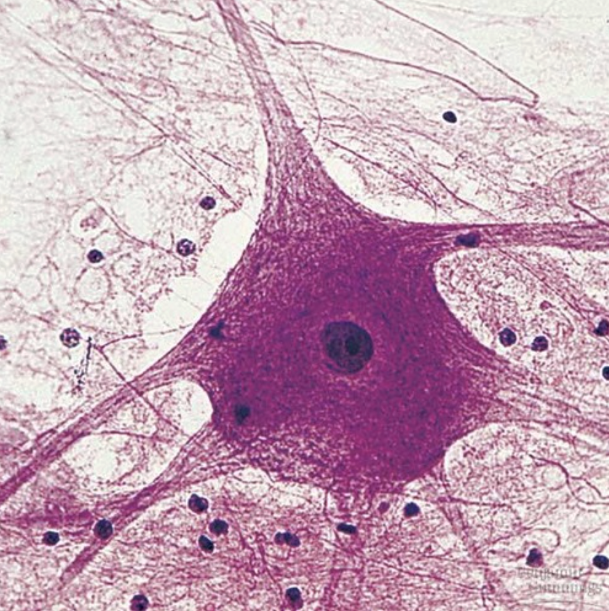 <ol><li><p>What tissue is this?</p></li><li><p>Where can it be found?</p></li><li><p>What is its function?</p></li></ol><p></p>