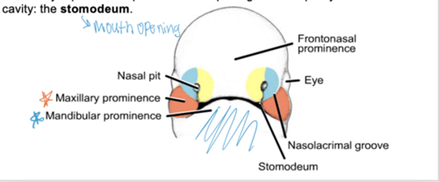 <p>Maxillary and mandibular prominences.</p>