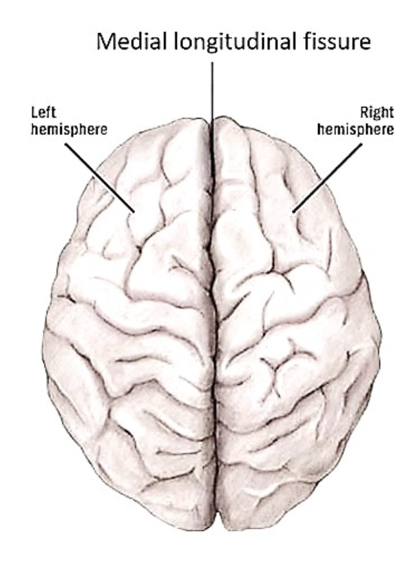 <p><span style="color: rgb(0, 0, 0);"><span>Sheet of neural tissue that is outermost layer of the cerebrum<br>• Brain functions that are carried out in the cortex are referred to as “cortical”<br>• It has two hemispheres - left and right, which are separated by the central or medial longitudinal fissure</span></span></p><p><span style="color: rgb(0, 0, 0);"><strong><span>Hemispheres</span></strong><span><br>Left - dominant for language and speech (Broca’s and Wernicke’s areas are there) - controls right side of the body<br>• Right - artistic and creative aspects - controls left side of the body</span></span></p>