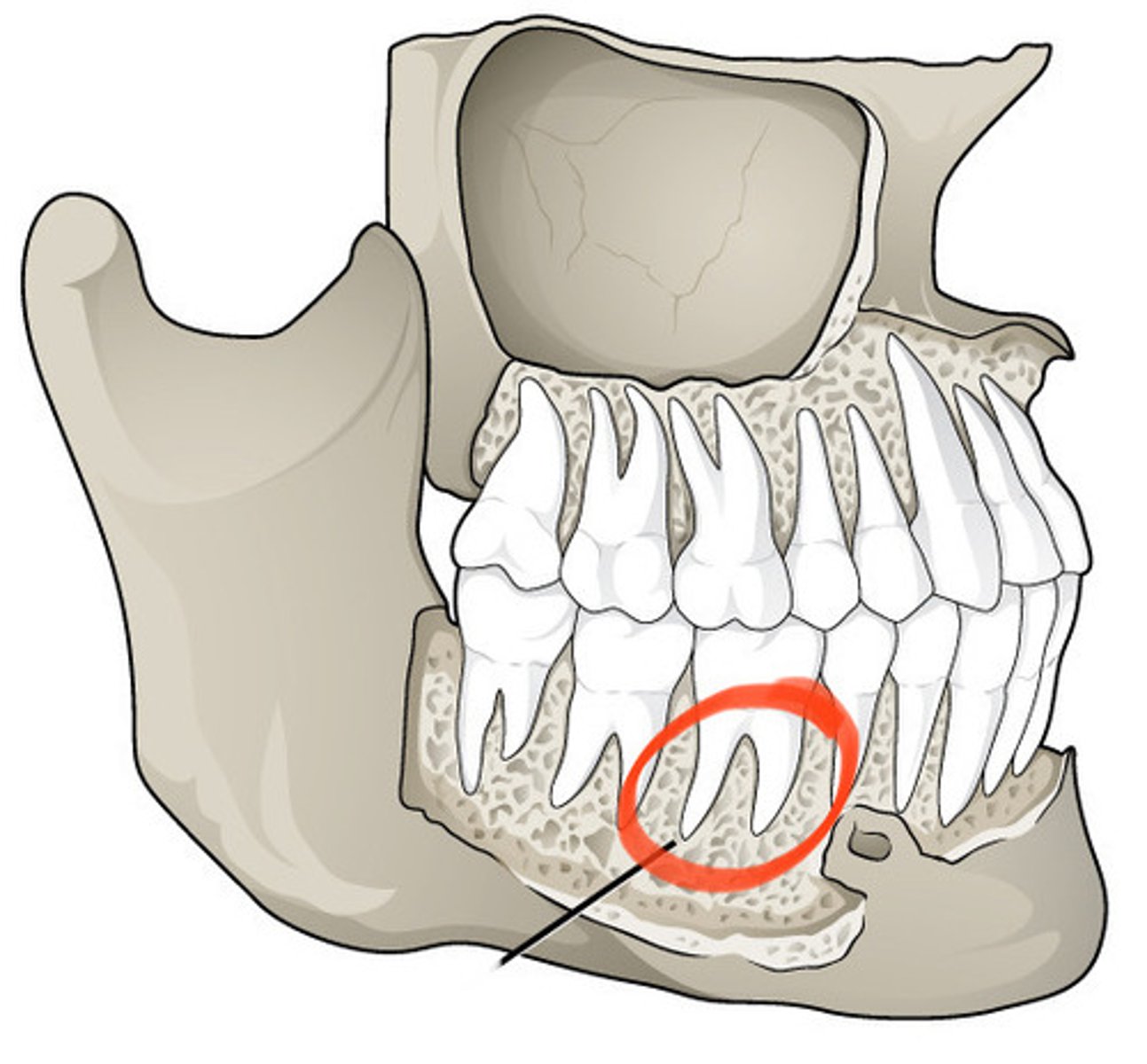 knowt flashcard image
