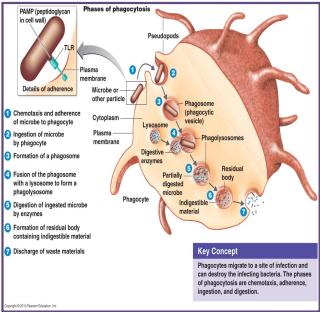 <ul><li><p>during infection monocytes and granulocytes migrate to the infected area</p></li><li><p>NEED TO HAVE STIMULUS</p></li><li><p>process of eating</p></li><li><p>vacuum and now needs to clean → lysosome released to attack bug</p></li><li><p>four main phases</p><ol><li><p>chemotaxis</p></li><li><p>adherence</p></li><li><p>ingestion</p></li><li><p>digestion</p></li></ol></li></ul><p></p>