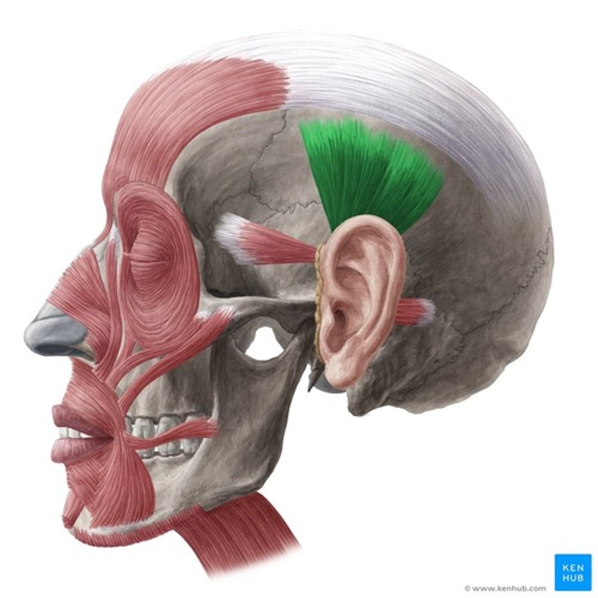 <p>Funktion: röra örat (inte alla har denna funktion)</p>
