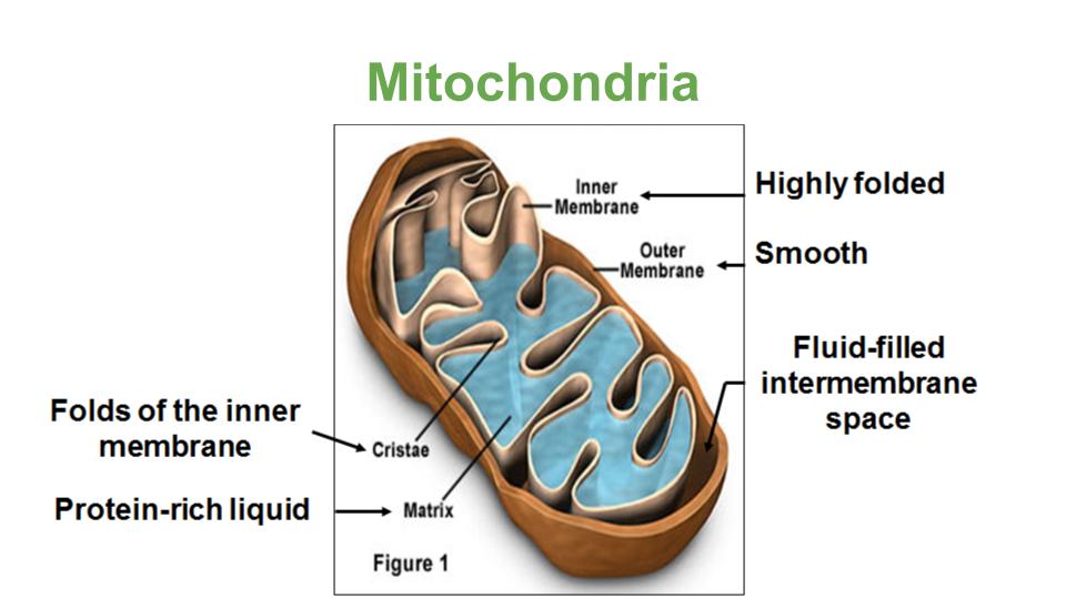 Smooth, has fluid-filled intermembrane space 