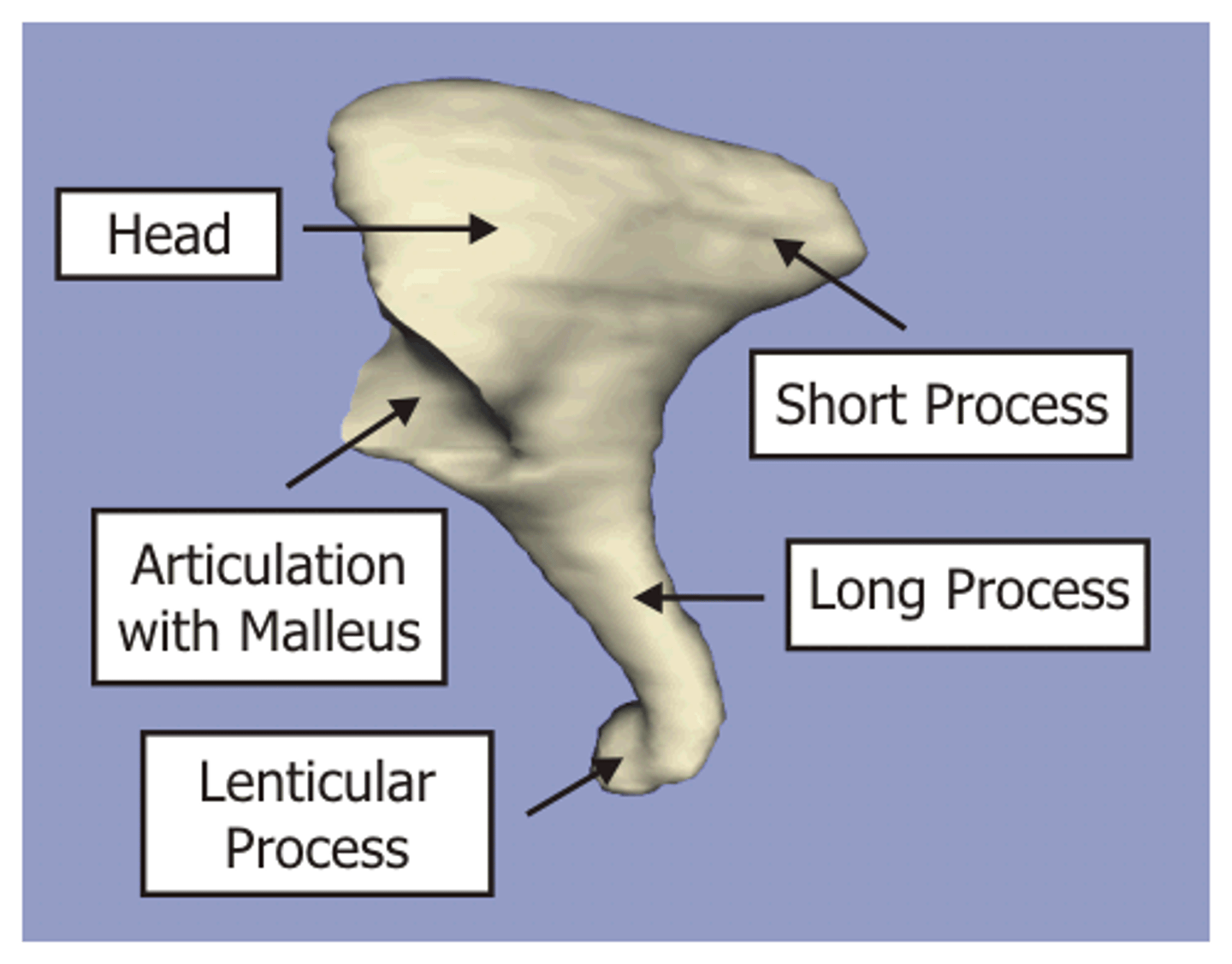 <p>articulating facet, body, short process, long process, lenticular process</p>