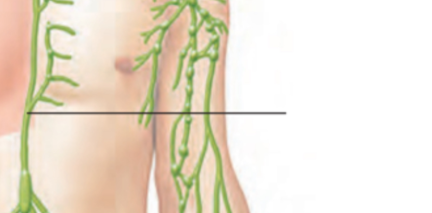 <p>Wider and longer collecting duct → receives lymph from:</p><ul><li><p>Lower limbs</p></li><li><p>Abdominal regions</p></li><li><p>Left upper limb</p></li><li><p>Left side of thorax, head &amp;  / neck</p></li></ul><p>Empties into left subdavian vein</p>