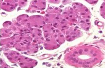 <p>Identify the specific organ</p>