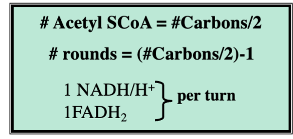 <p>Energy from Fatty from Fatty Acid Oxidation</p>