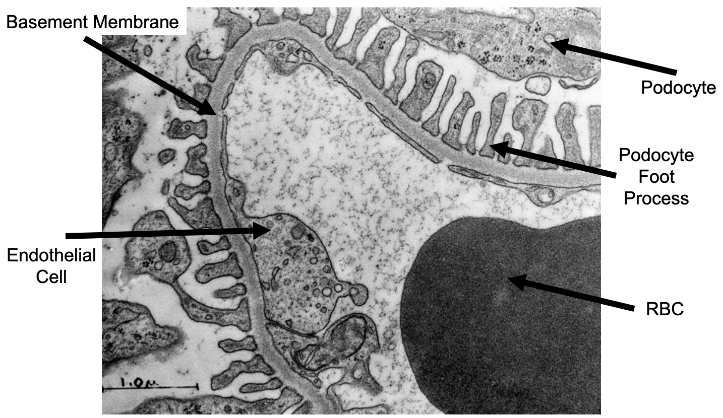 <p>Fine projections that come from neighboring cells</p>