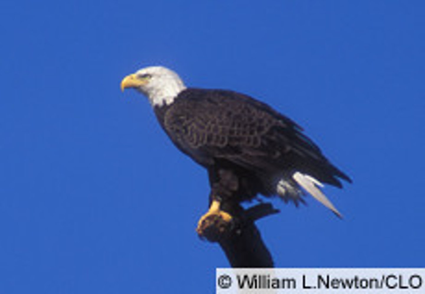 <p>Accipitriformes</p><p>Accipitridae</p>