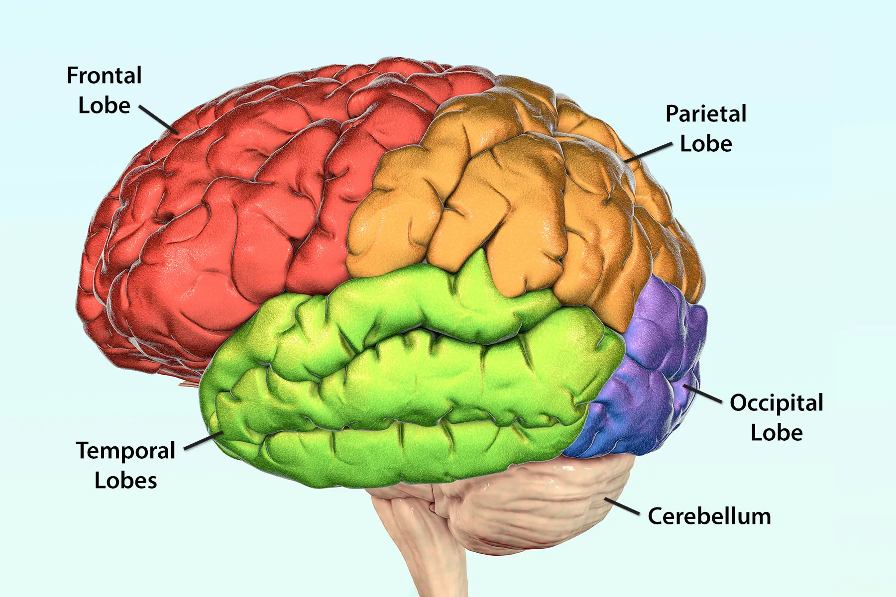 <p>is occipital</p><p>Responsible for processing and storing visual information</p>