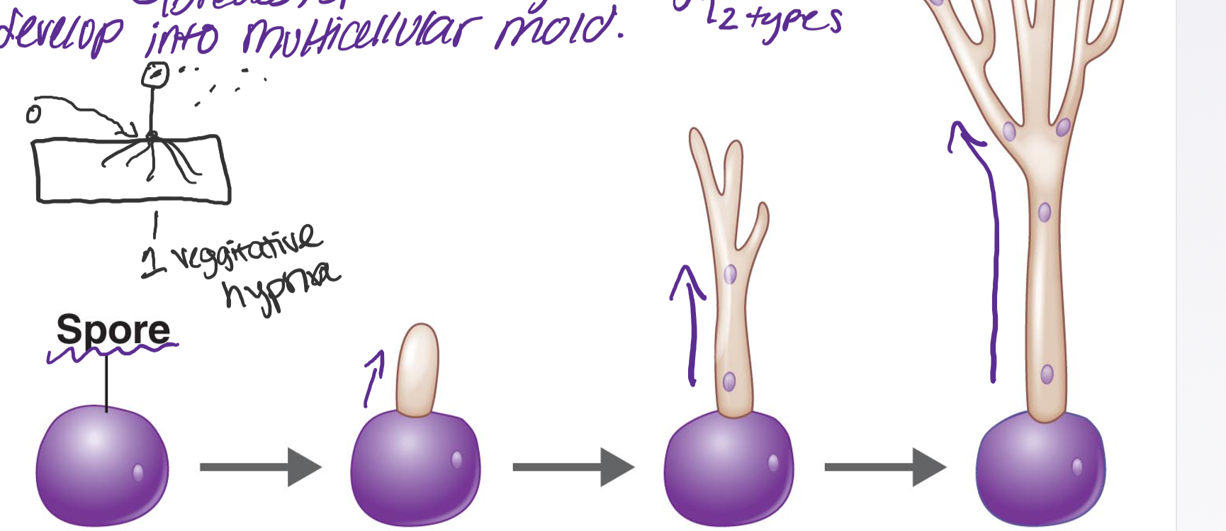 * When molds reproduce, they produce a spore.
* When a spore lands on a substance that contains nutrients(bread), the spore will grow hypha(2 types= Aerial and Vegetative), and will develop into a multicellular mold.