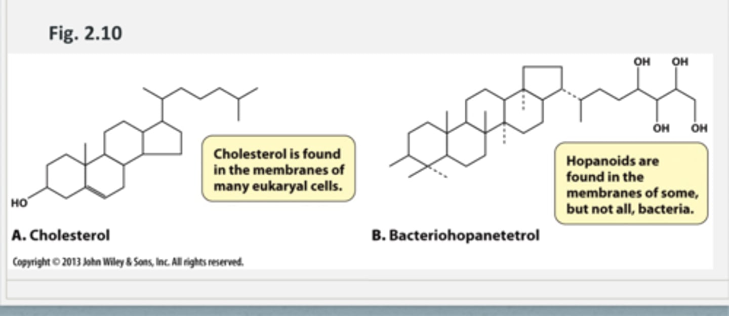 <p>cell membrane may have sterol molecules called HOPANOIDS in it which help with stabilty across temperature ranges</p><p>ex. bacteriohopantetrol (hopanoids are found in the membranes of some, but not all, bacteria)</p><p>- hopanoids are related to cholesterol found in membranes of many eukaryal cells/have same function</p>