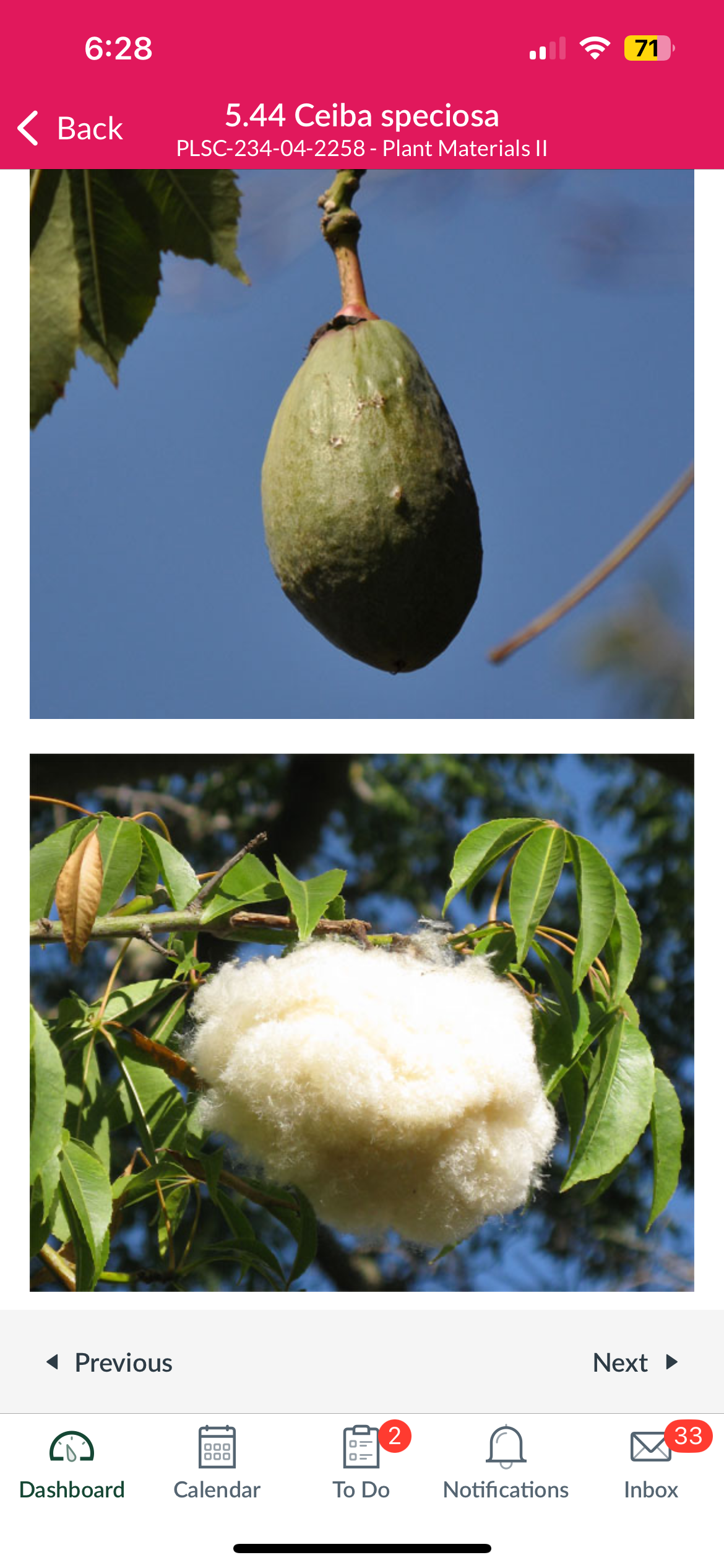 <p>Floss silk tree</p>