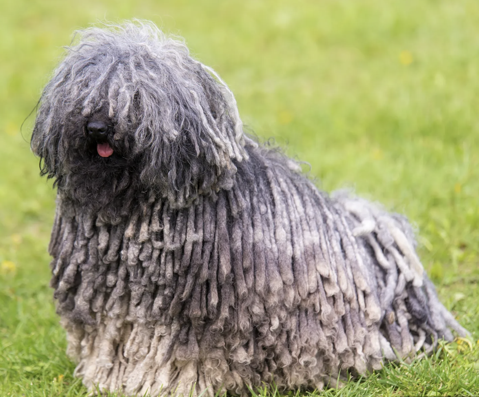 <ul><li><p>Herding category </p></li><li><p>coat “cords” develop naturally, and they are not supposed to be groomed </p></li><li><p>these cords protect the dogs from predators like wolves </p></li></ul><p></p>